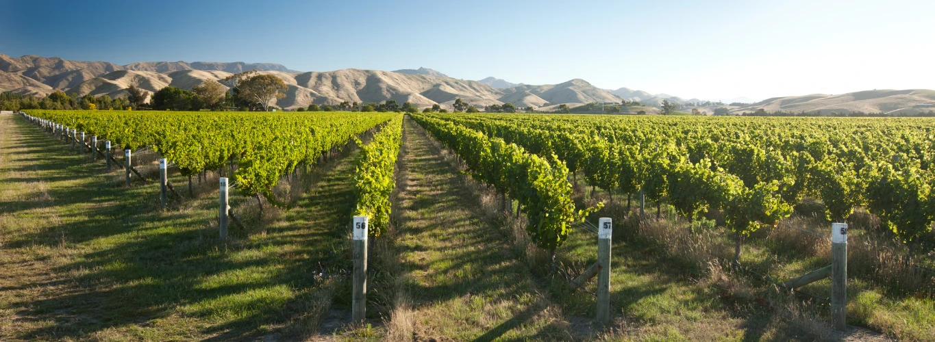 Marlborough vineyards