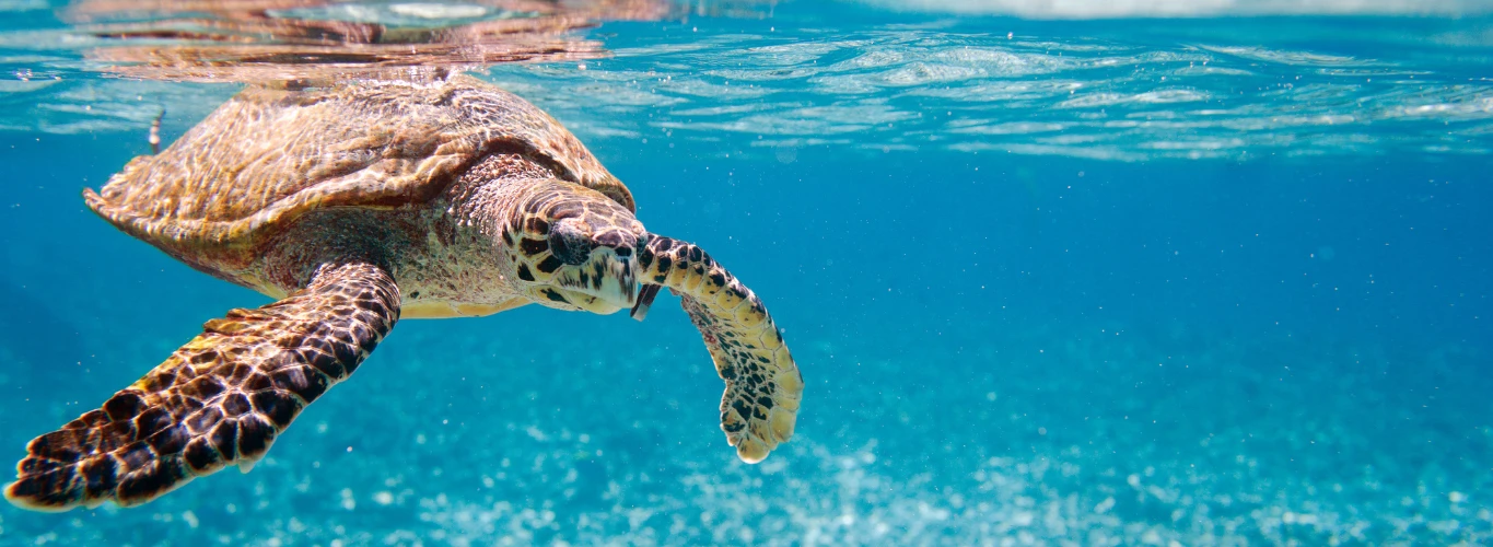 Unique wildlife
