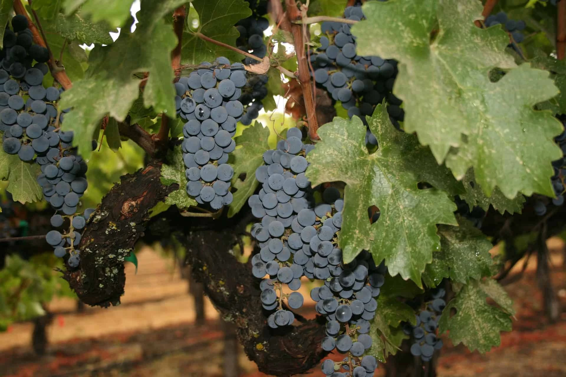 Day 4: Napa Valley 
