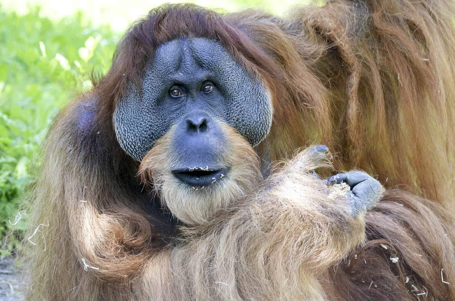 The Headhunters Of Borneo