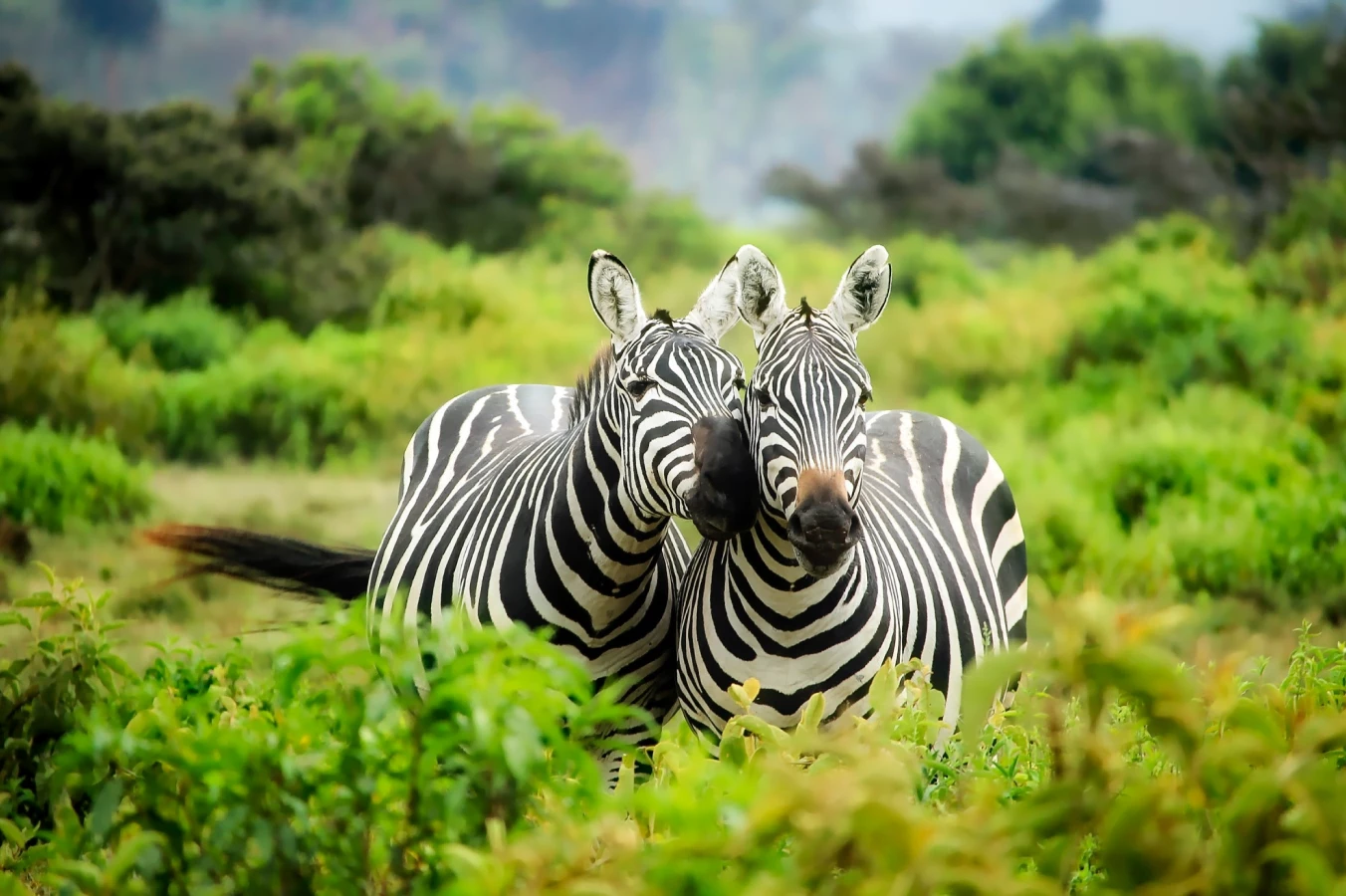 Luxury gay travel