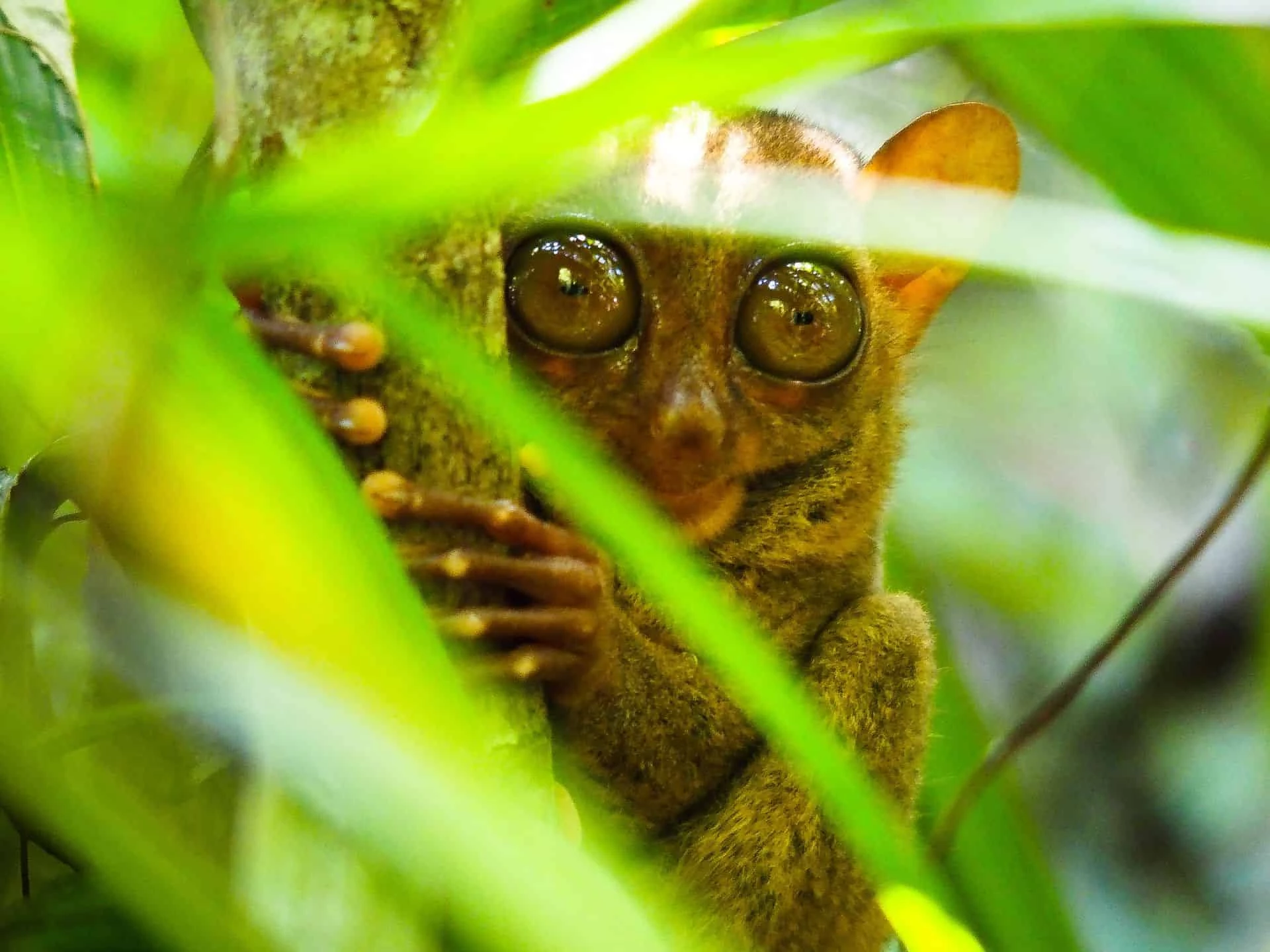 Philippines