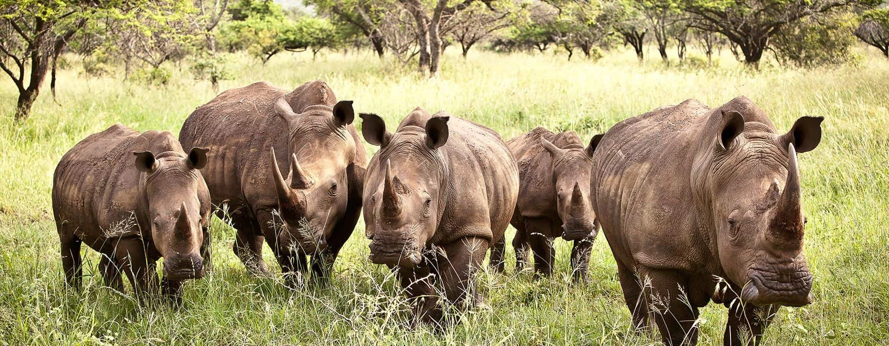 Diverse wildlife