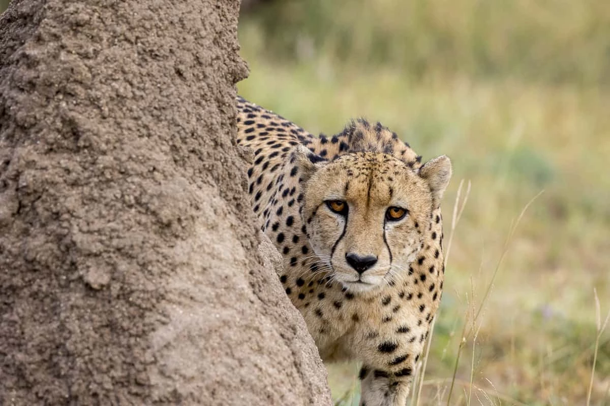 Discover Africa