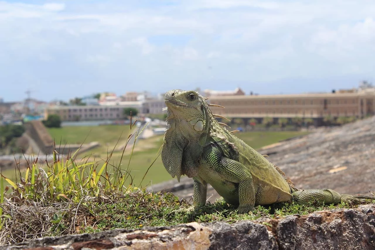 Discover Puerto Rico