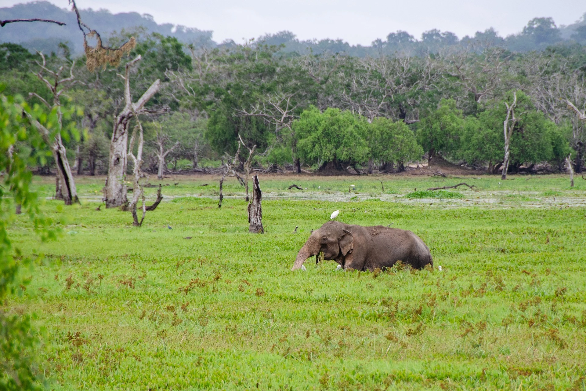 Sri Lankan Elephant