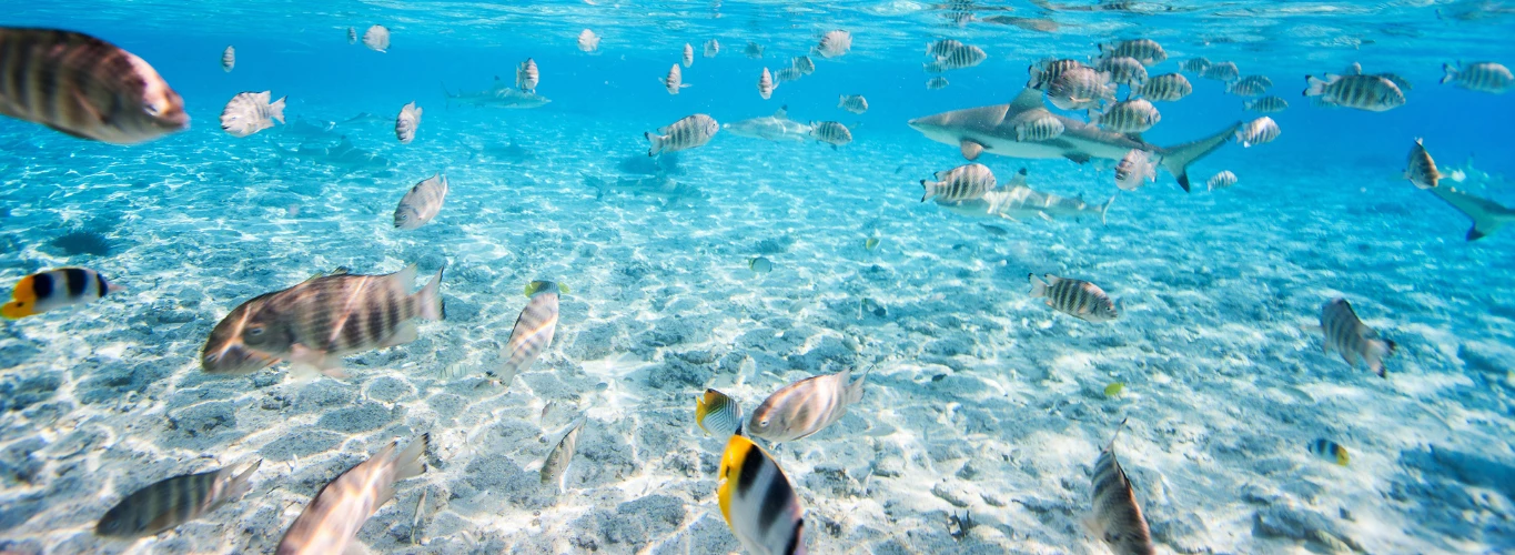 Watersports in Tahiti
