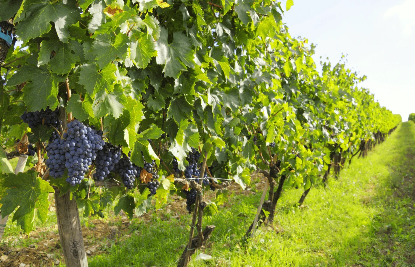 Day 4: Tuscan Wineries & Pizza Masterclass