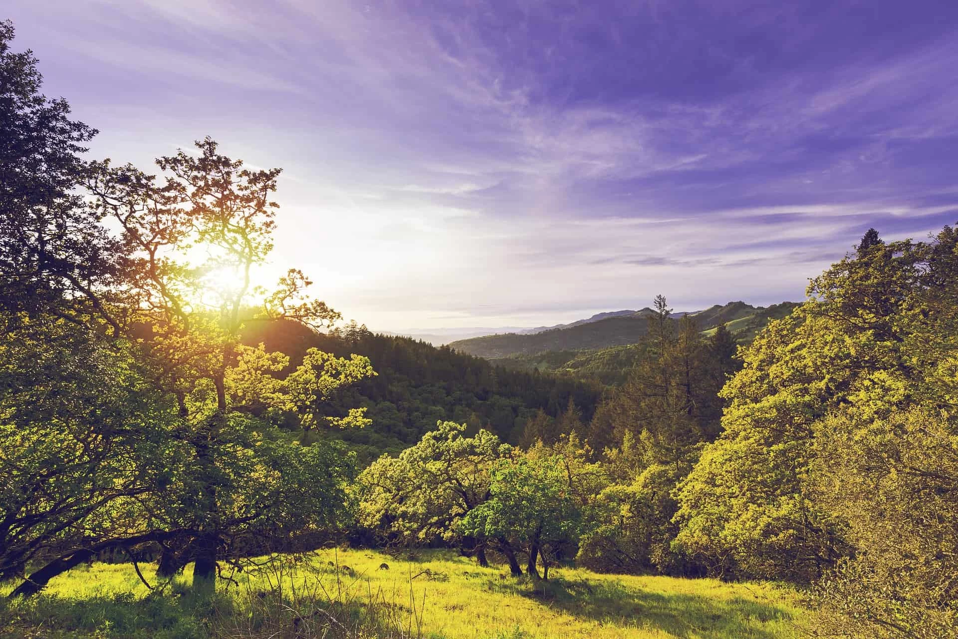 Napa Valley Wine Tour