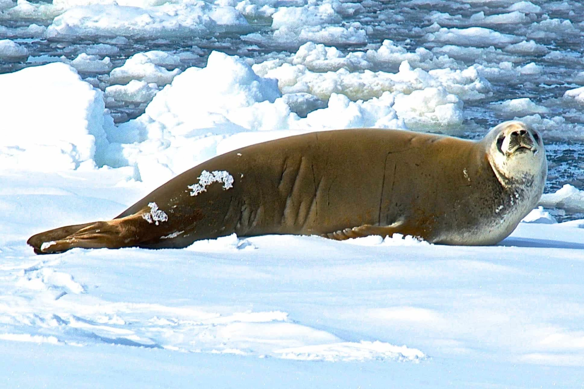 Gay Group Trip: Antarctica Expedition